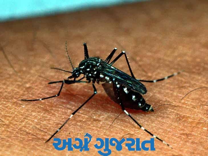 રાજકોટમાં છ મહિનામાં ડેન્ગ્યૂ સહિત મચ્છરજન્ય રોગચાળાની બેવડી સદી