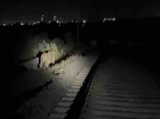 રાજુલા પંથકમાં રેલવે ટ્રેક પર બે સિંહોનો બચાવ