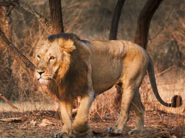 શ્રમિક પર ધૂંધવાયેલા સિંહે હૂમલો કરતા ઇજા