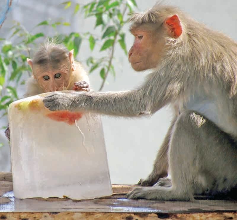 હિટવેવ સામે રાજકોટ ઝૂમાં પ્રાણીઓના બચાવ માટે કામગીરી શરૂ