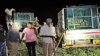 સા.કુંડલાના લુવારા ગામની સીમમાં બાળકને ફાડી ખાતી સિંહણ