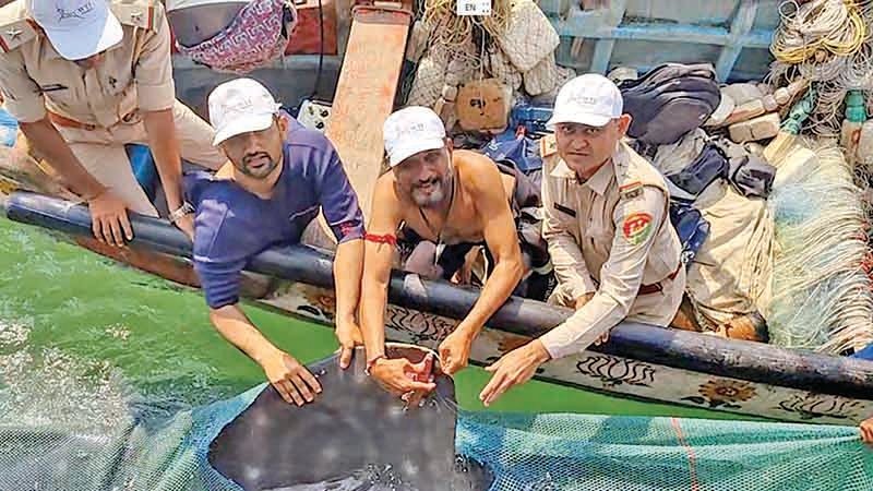 વેરાવળ પાસે દરીયામાં જાળમાં 27 ફૂટની વ્હેલશાર્કને 25 મિનિટમાં રેસ્ક્યુ કરાયું