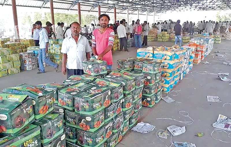 તાલાલા યાર્ડ ૨૯૦૦૦ કેસર કેરીના બોકસથી મહેંકી ઉઠી