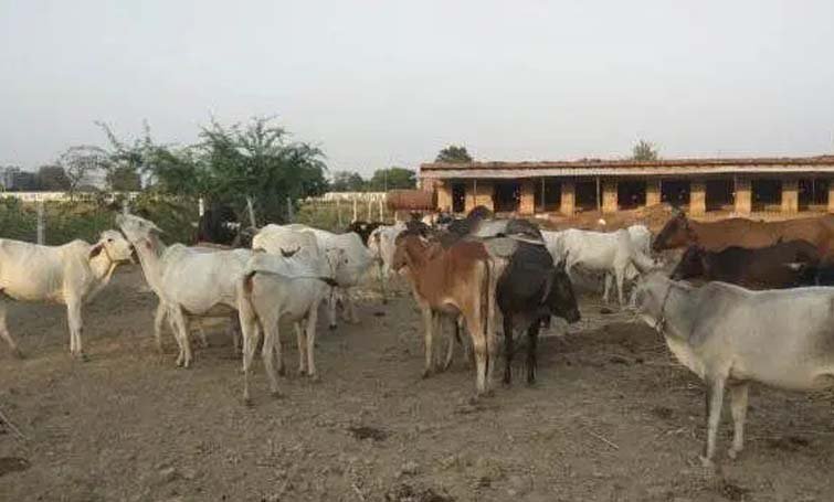 ઘાસચારાના ભાવમાં પણ ભડકો થતાં પશુ પાલકોની માઠી દશા
