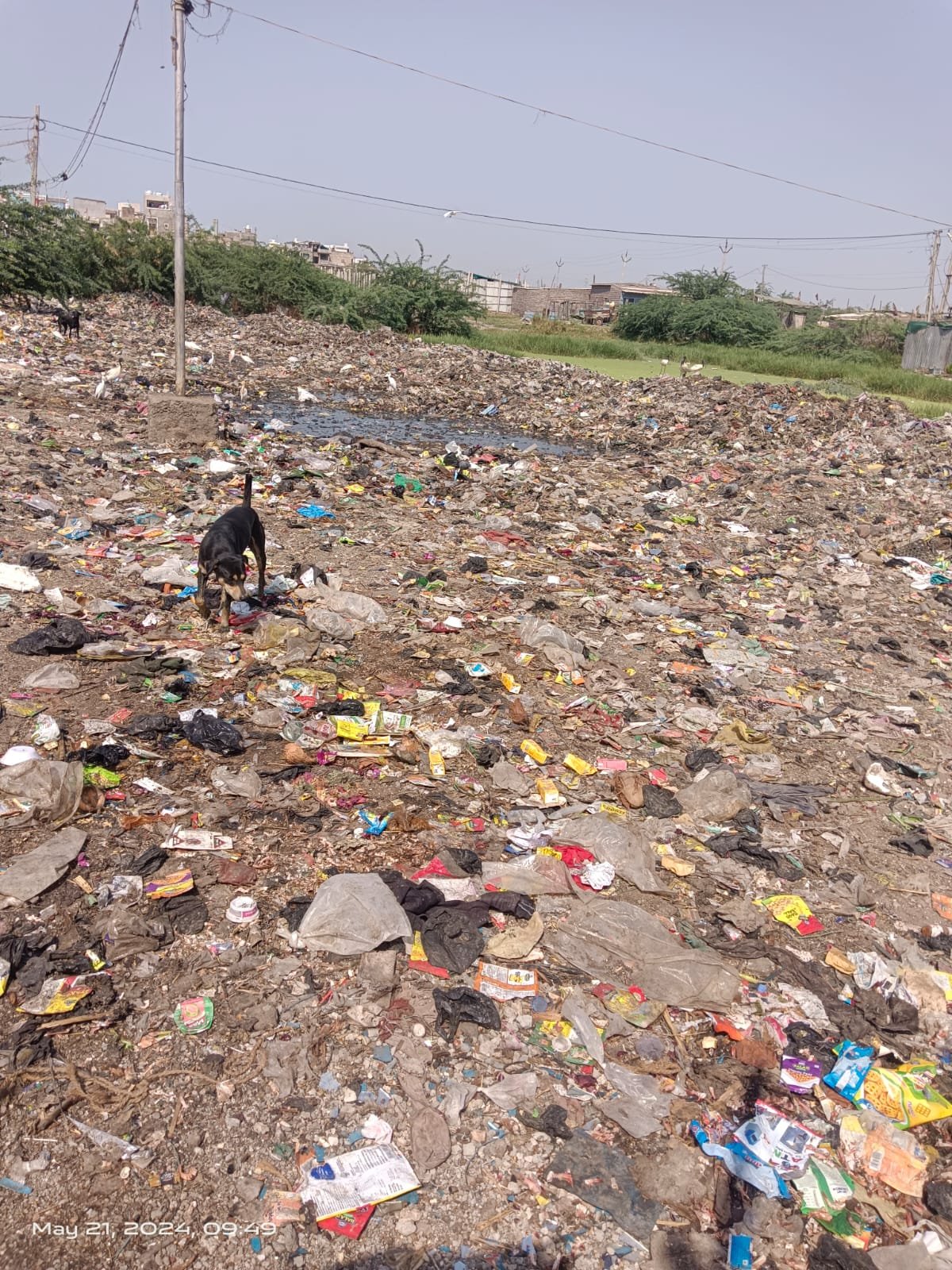 જાફરાબાદના પીપળીકાંઠા વિસ્તારમાં ગંદકીનું સામ્રાજ્ય : સ્થાનિક લોકોએ પાલિકા સામે રોષ વ્યક્ત કર્યો