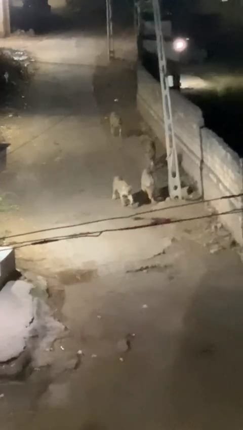 રાજુલાના કોવાયા ગામની બજારમાં વનરાજા લટાર મારવા નિકળ્યા…..