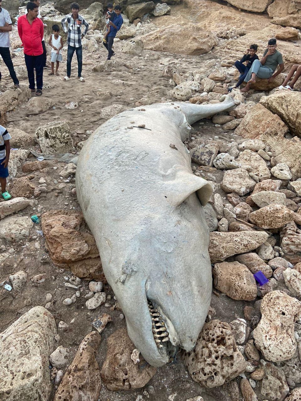 જાફરાબાદના બાબરકોટ ગામે દરીયા કિનારે મહાકાય વ્હેલ માછલી મૃત હાલતમા મળી આવી….