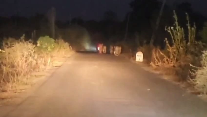 ધારીના માણાવાવ ગામના રોડ પર ૭ સિહોનું ટોળુ આવી ચડયું….