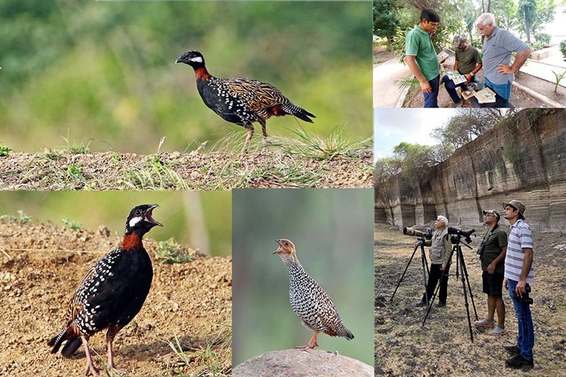 ઇતિહાસમાં સૌપ્રથમ વખત જોવા મળ્યા કાળા તેતર પક્ષી.