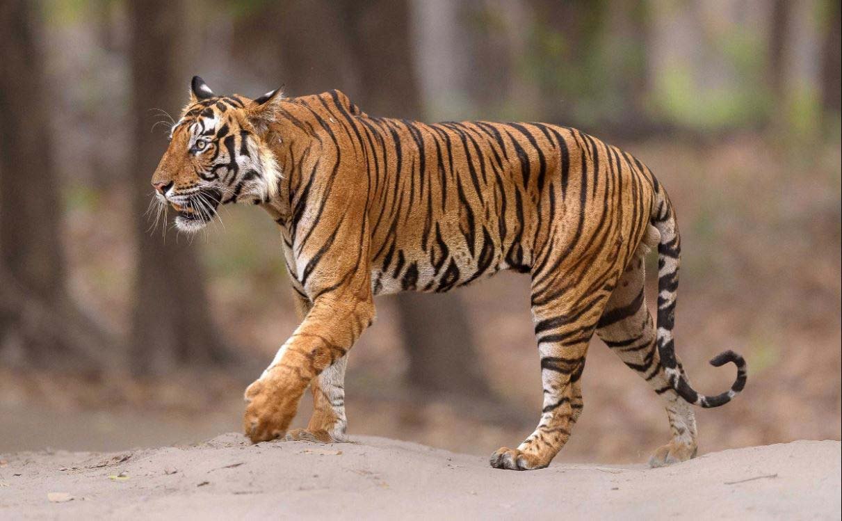 વાઘ આવ્યો! ગુજરાતનો ટાઇગર સ્ટેસ્ટ તરીકે સમાવેશ