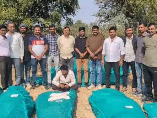 સાયલાના કસવાળી ગામમાં ગાંજાનું વાવેતર, ૧૭.૫૪ કરોડનો જથ્થો ઝડપાયો