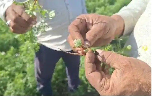  મેંદરડા પંથકમાં ઘંઉ, ચણા, ધાણા, ડુંગળીના પાક ઉપર ‘પીળિયા’ રોગનું આક્રમણ