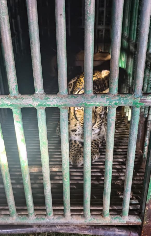 જાફરાબાદના નાગેશ્રી ગામમાં દીપડો પાંજરે પુરાયો