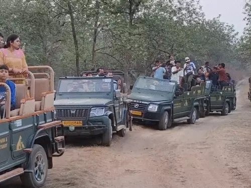 સાસણમાં પ્રવાસીઓ ઉમટી પડયા : તા.૧૦ સુધી તમામ સફારી પરમીટ ફૂલ