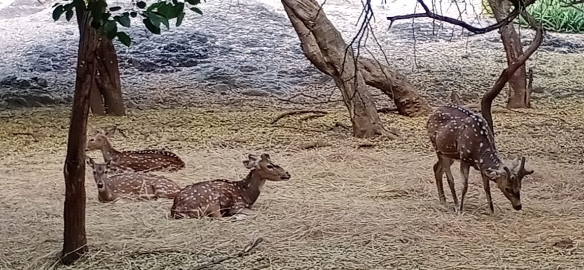 પ્રદ્યુમન પાર્ક ઝૂ ખાતેના પ્રાણી-પક્ષીઓને ઠંડીથી રક્ષણ આપવા વિશેષ વ્યવસ્થા
