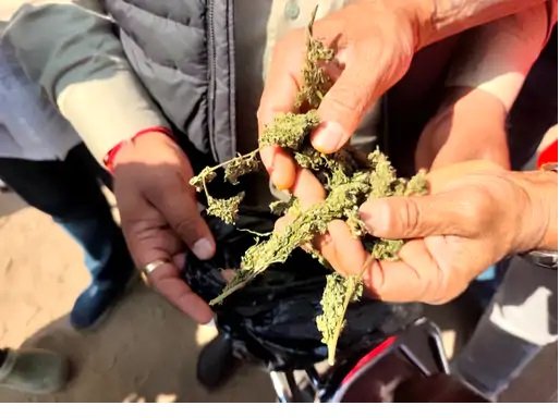 ભાવનગરની મહારાજા કૃષ્ણકુમારસિંહજી યુનિ.ના કેમ્પસમાં ગાંજા-ગોગા પેપરનો જથ્થો મળ્યો