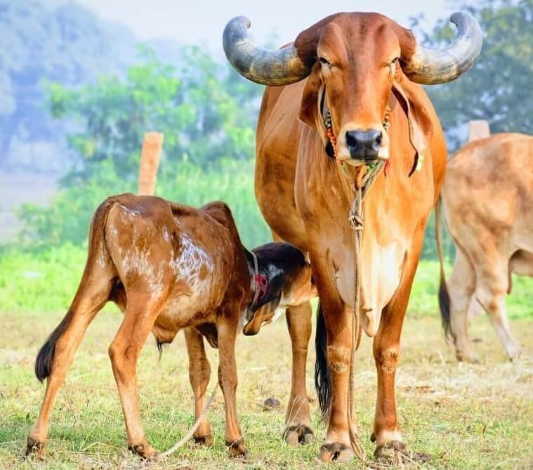  રાજકોટમાં આવતીકાલથી યોજાશે એશિયાનો સૌથી મોટો સ્વદેશી ગાયોનો કેટલ શો