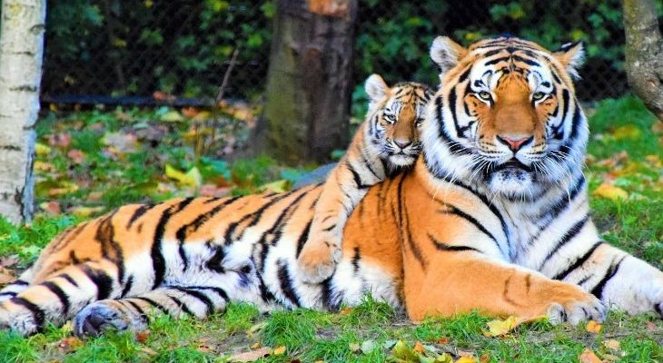 ટાઇગર નેશનમાં 2024ની સરખામણીએ 2025માં 40થી વધારે વાઘના મોત થયા