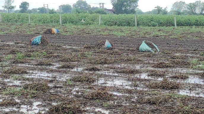 બંગાળની ખાડીના લો-પ્રેશરથી ગુજરાતમાં ઋતુઓની ગડબડ