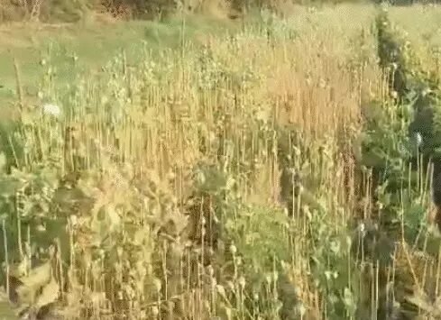  સિહોરના સર નજીક ગાંજો-અફિણનું વાવેતર, ૧૧ કરોડનો મુદામાલ જપ્ત