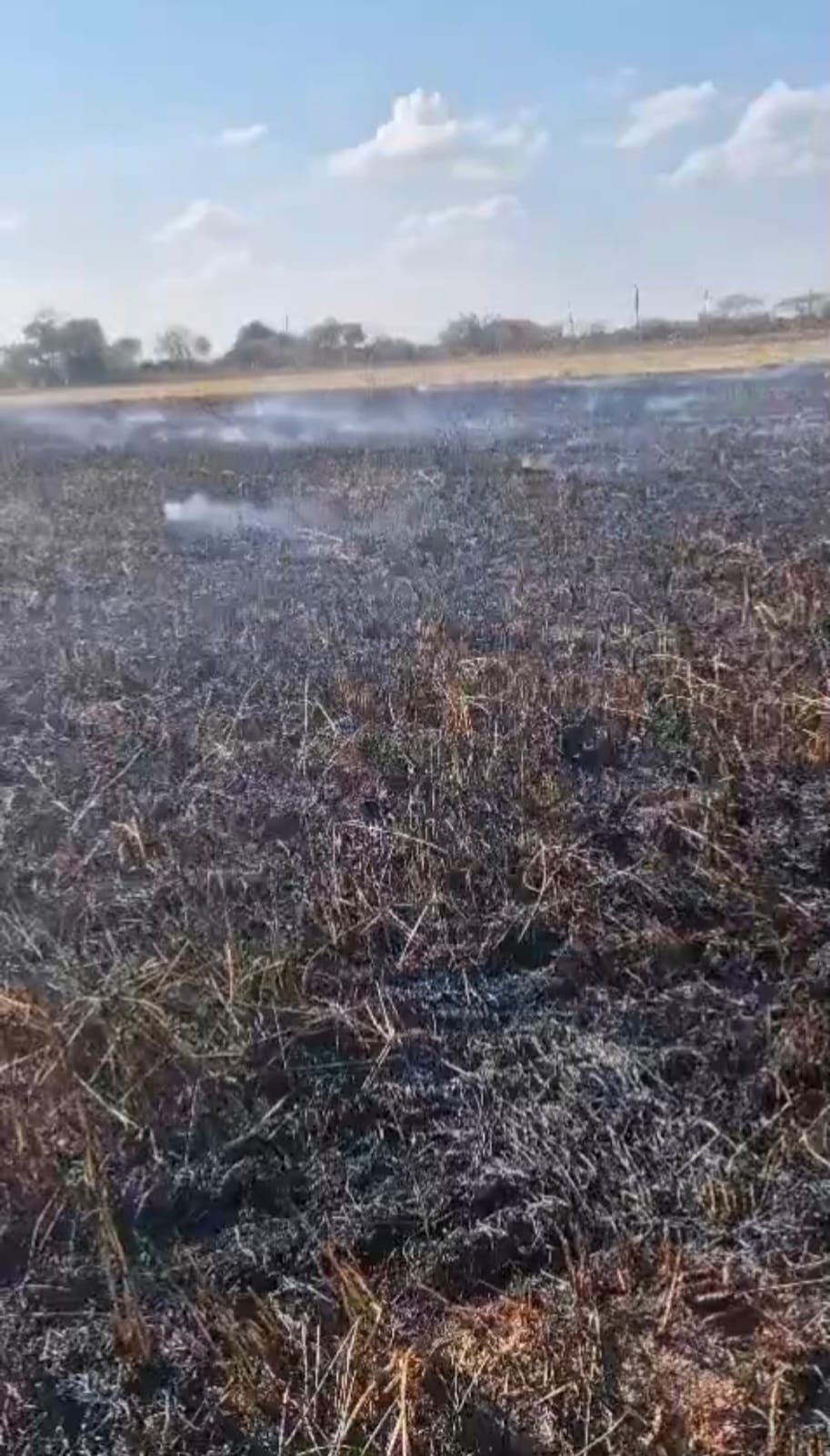  જેતપુરના દેરડીમાં શોર્ટ સર્કિટથી આગ લાગતા તૈયાર ઘઉંનો પાક બળીને ખાખ