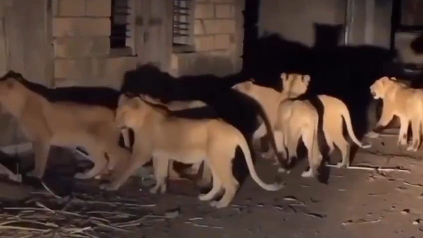 ધારીના ગોપાલગ્રામમા એકસાથે ૯ સિંહોના ધામા : વીડિયો વાયરલ