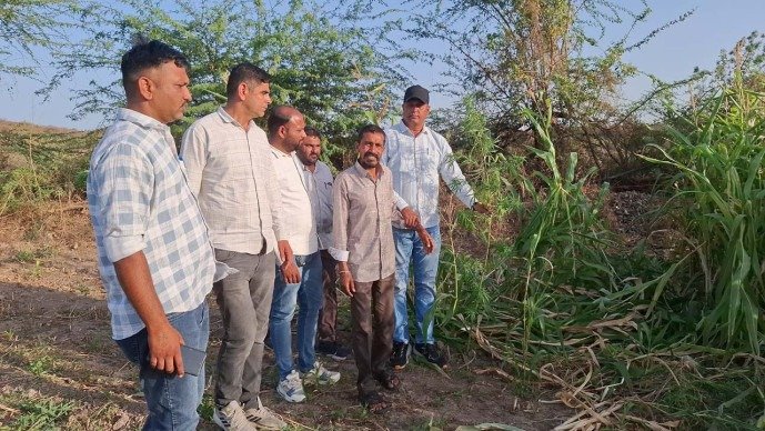 ભડલી ગામે ખેતરમાં ગાંજાની ખેતી ઝડપાઈ, ગ્રામ્ય SOG એ 37.10 લાખનો જથ્થો જપ્ત કર્યો