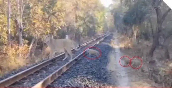 ગીરના કાસિયા નેસમાં રેલવે ટ્રેકમાં ચડી આવેલ સિંહણ-3 બચ્ચાનો બચાવ