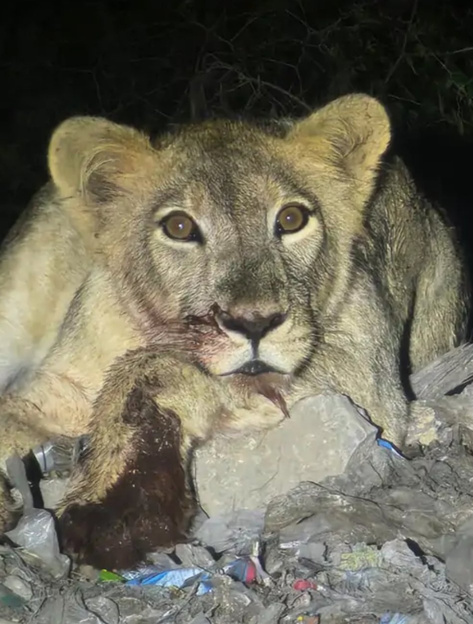 ઉનામાં સિંહ પરિવારની શાહી મિજબાની!: ઝુડવડલી સીમમાં ભેંસનું મારણ