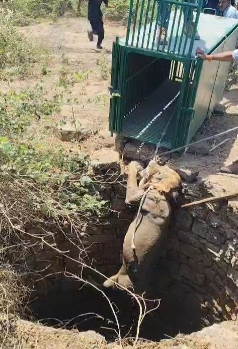 ઊનાના નવાબંદરના પીલુડી વિસ્તારમાં  સિંહ કૂવામાં ખાબક્યો; વન વિભાગનું રેસ્કયું