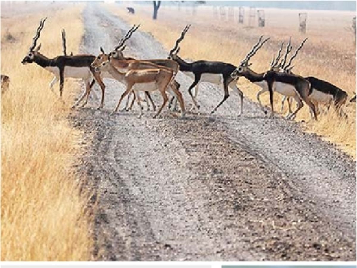 કાળિયાર, હરણ, નીલગાય અને વરૂની આવતીકાલથી ગણતરી શરૂ