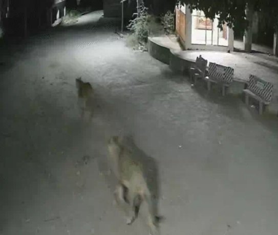 ગીરગઢડાના નાંદરખામાં સિંહ પરિવારે કર્યુ બે ગાયનું મારણ