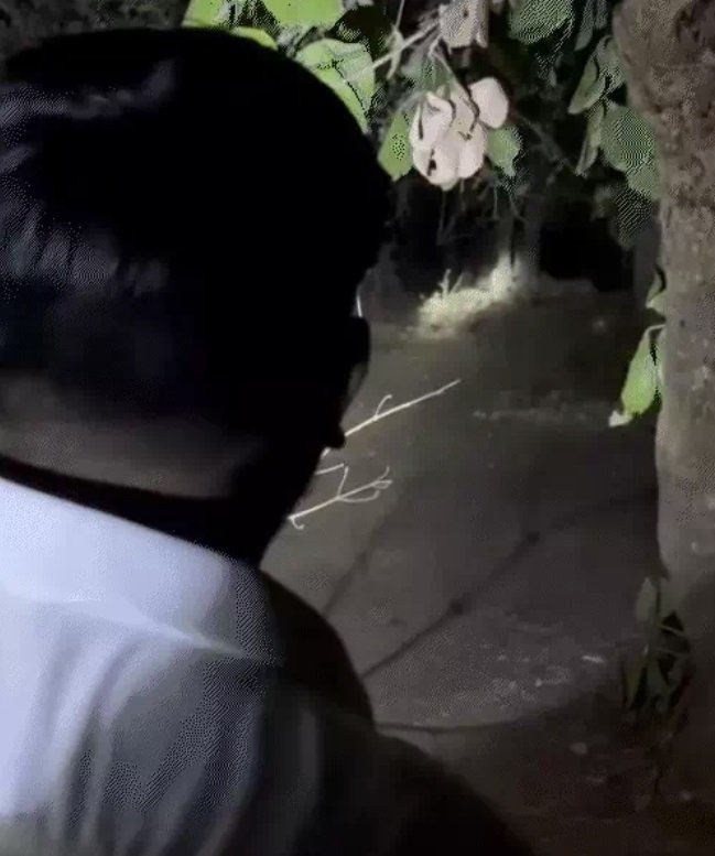 જૂનાગઢના તોરણીયામાં વન કર્મચારીના ભાઇ-સગાઓ દ્વારા સિંહોની પજવણી