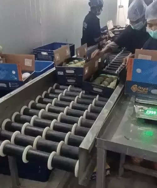  ફળોની રાણી કેસરીના ૮૦૦ બોકસની અમેરિકામાં નિકાસ, ભાડામાં ડબલ વધારો