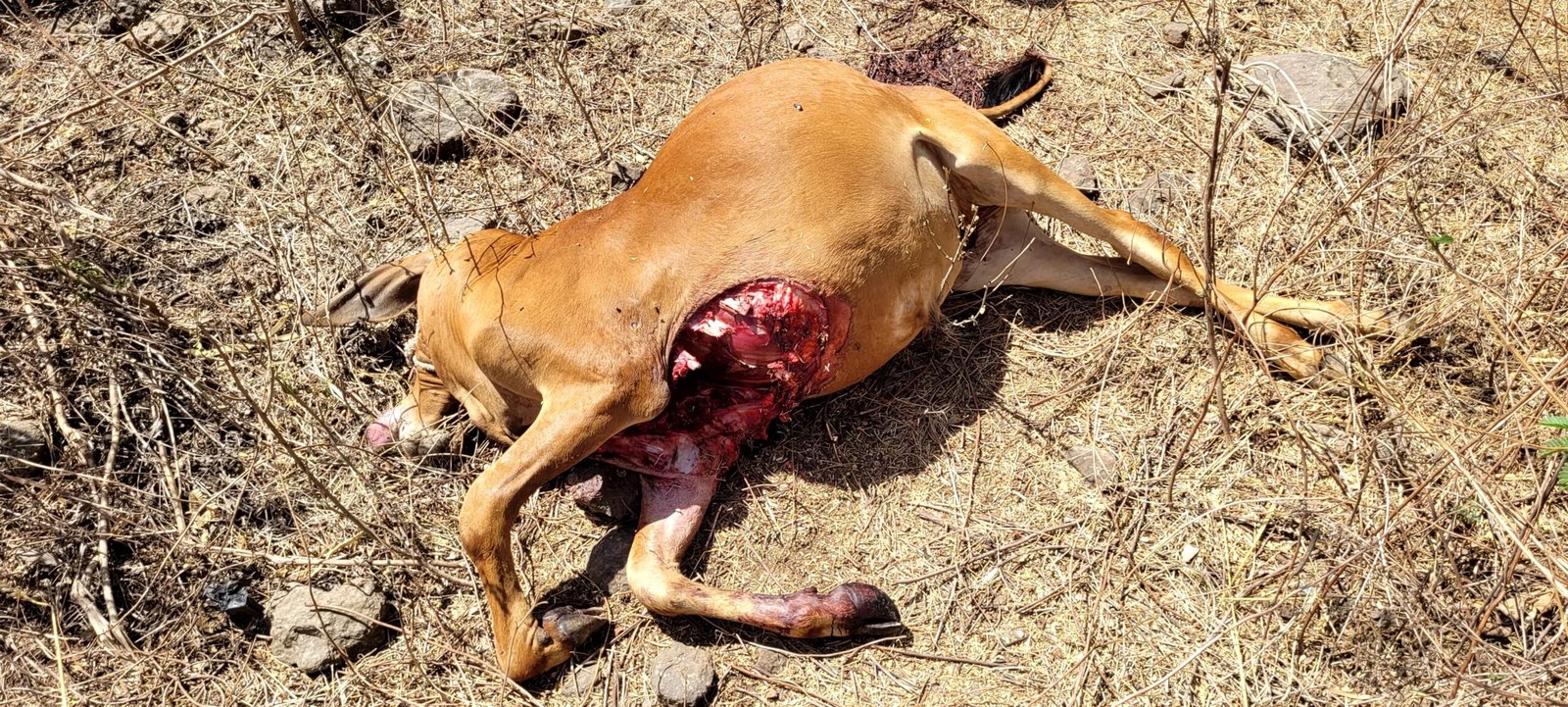 યાત્રાધામ વીરપુર ગામની આહાબા સીમમાં દિપડાએ વાછરડાનું મારણ કર્યું