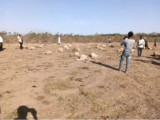 સમીના સિંગોતરીયા ગામમાં એરંડાના પાન ખાતા 3પ ઘેટા-બકરાના મોત