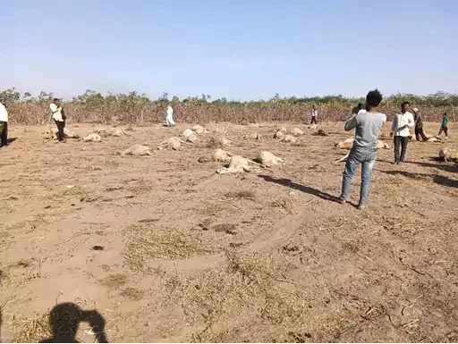સમીના સિંગોતરીયા ગામમાં એરંડાના પાન ખાતા 3પ ઘેટા-બકરાના મોત
