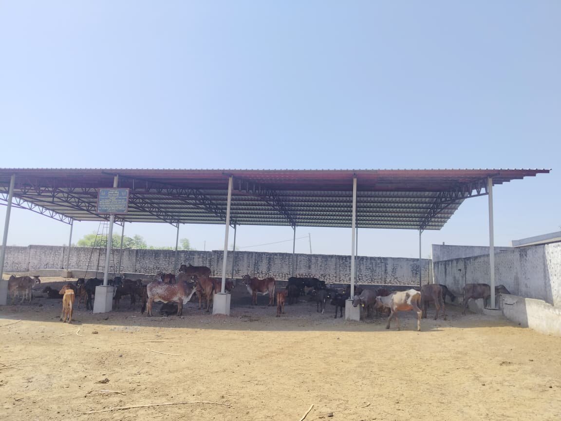 આવતીકાલે સાયલા મહાજન પાંજરાપોળ દ્વારા ‘શેડ લોકાર્પણ કાર્યક્રમ’ યોજાશે