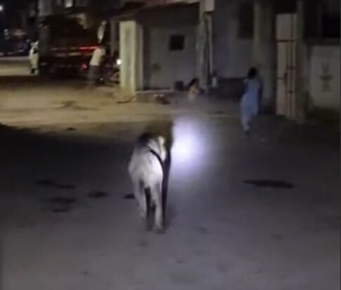 વિસાવદરના રતાંગમાં મિજબાની માણતા સિંહને પજવતા બાળકી પાછળ દોટ મૂકી