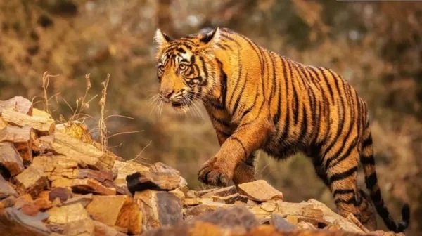 ગુજરાતને કાયમી રહેઠાણ બનાવનાર વાઘના  સંરક્ષણ માટે એકશન પ્લાન તૈયાર
