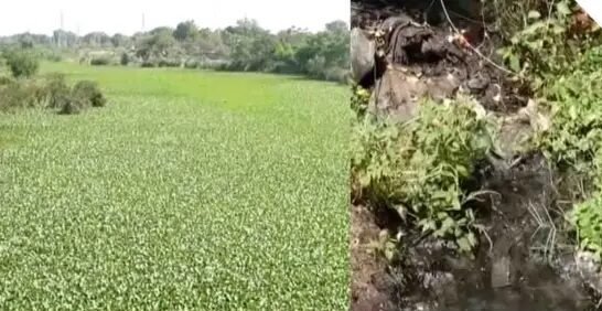 બાલાજી વેફર્સમાંથી છોડાતા કેમિકલ યુકત પાણીથી સાત ગામની ખેતીની જમીનને અસર