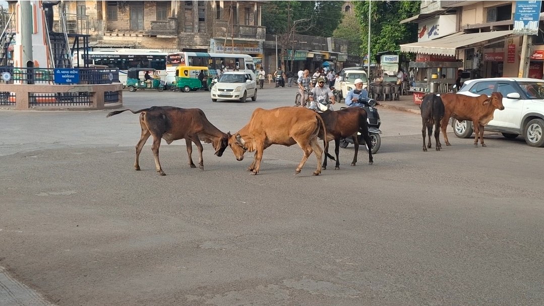 ધોરાજીમાં રખડતાં ઢોરો મામલે હાઇકોર્ટનાં આદેશની અમલવારીનો ઉલાળ્યો