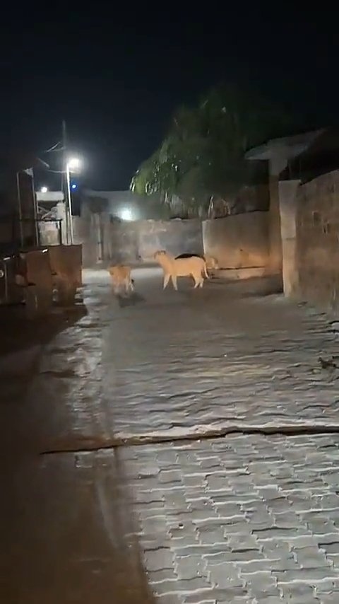 રાજુલાના રામપરા-૨ ગામમાં છેલ્લા ૨૦ દિવસથી સિંહના આંટાફેરાથી ભય