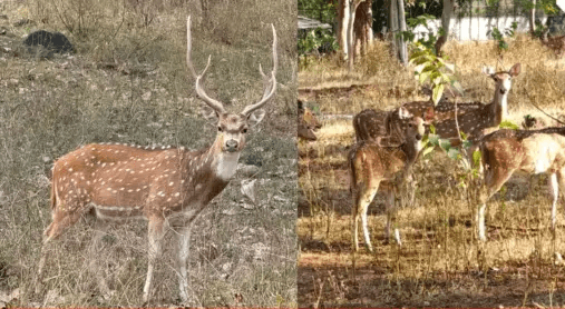 સાસણના ૫૦ ચિત્તલ સુરતના માંડવીના જંગલમાં લવાયા