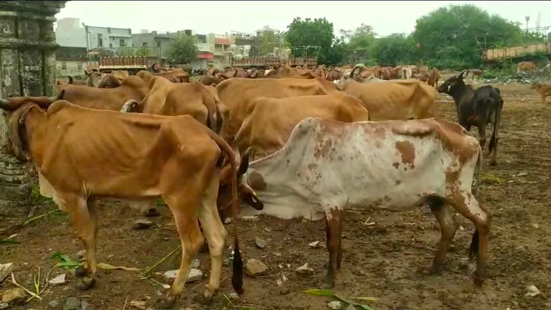 વરસાદ ખેંચાતા ધોરાજી-ઉપલેટા પંથકના પશુપાલકો મુશ્કેલીમાં