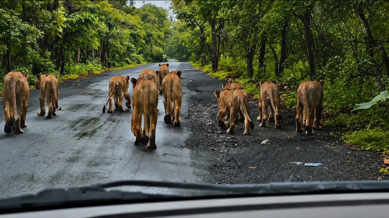 ઉનાના જામવાળા–માધુપુર રોડ પર કુદરતે રચ્યું અદભુત સામ્રાજ્ય!