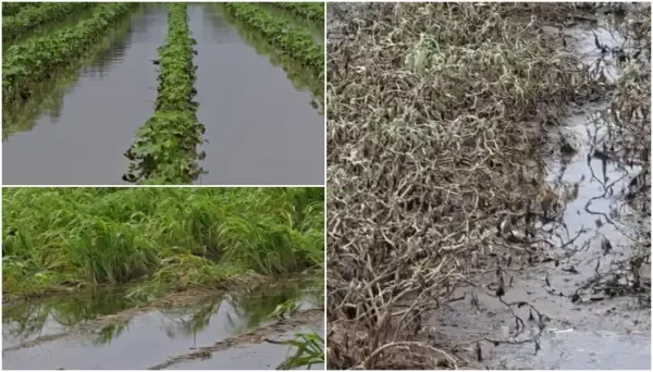 ઝાલાવાડમાં પડેલા અતિ ભારે વરસાદથી પાકને અસર